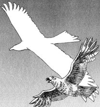 Hawk-Kite.jpg